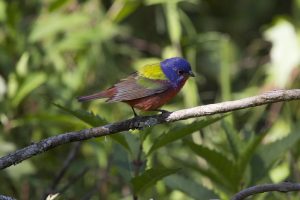 Where to Go Birding in Florida Orange Park, FL